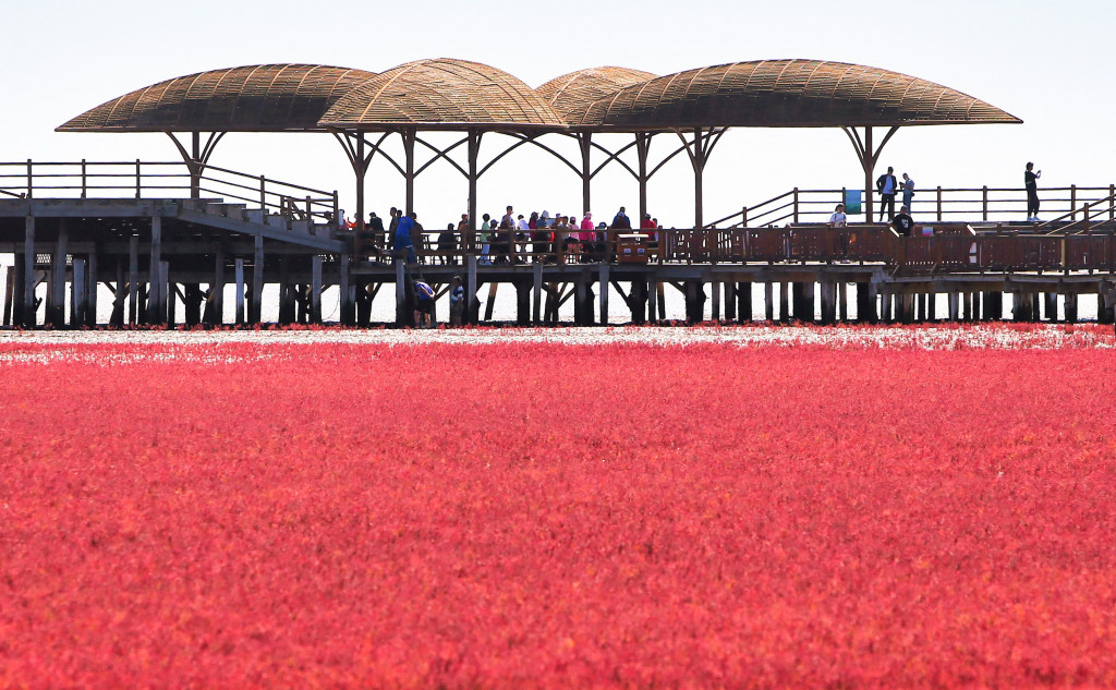 Sejumlah pengunjung menikmati keindahan pantai merah di Panjin, Liaoning, Tiongkok, Jumat, 27 Agustus 2021.