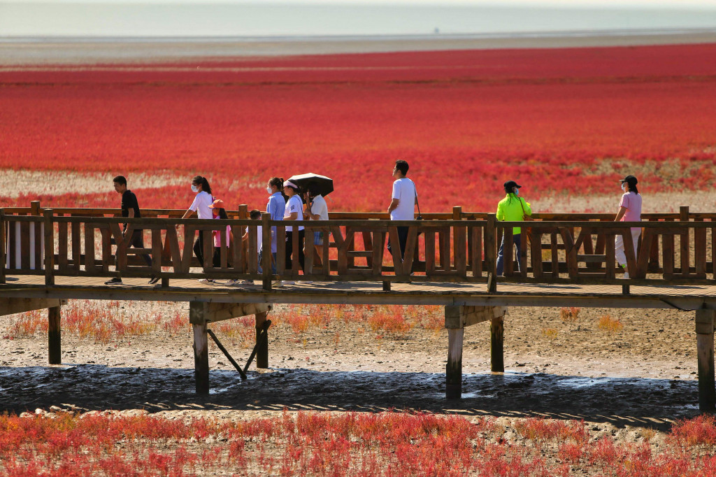 Setiap musim gugur, pengunjung berbondong-bondong untuk mengagumi pantai merah tua yang dramatis ini.
