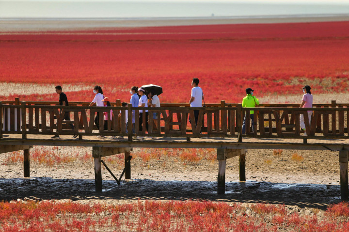 Setiap musim gugur, pengunjung berbondong-bondong untuk mengagumi pantai merah tua yang dramatis ini.