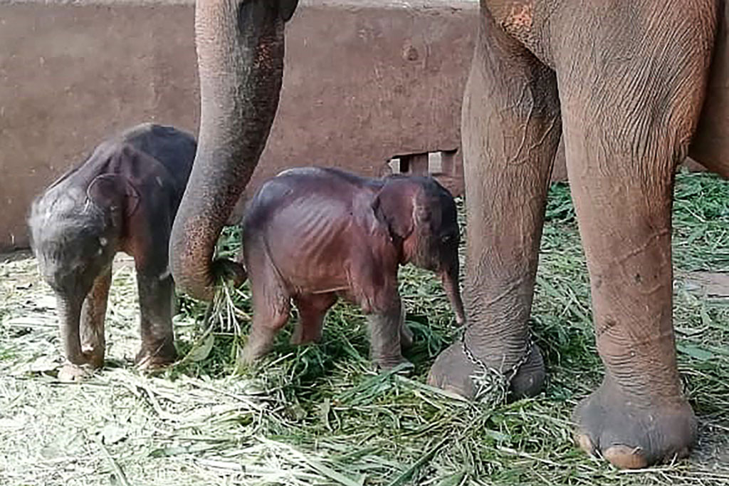 Bayi gajah kembar tengah bermain-main dengan induknya di dalam kandang di Pinnawala, Provinsi Tengah, Sri Lanka pada Selasa, 31 Agustus 2021. 
