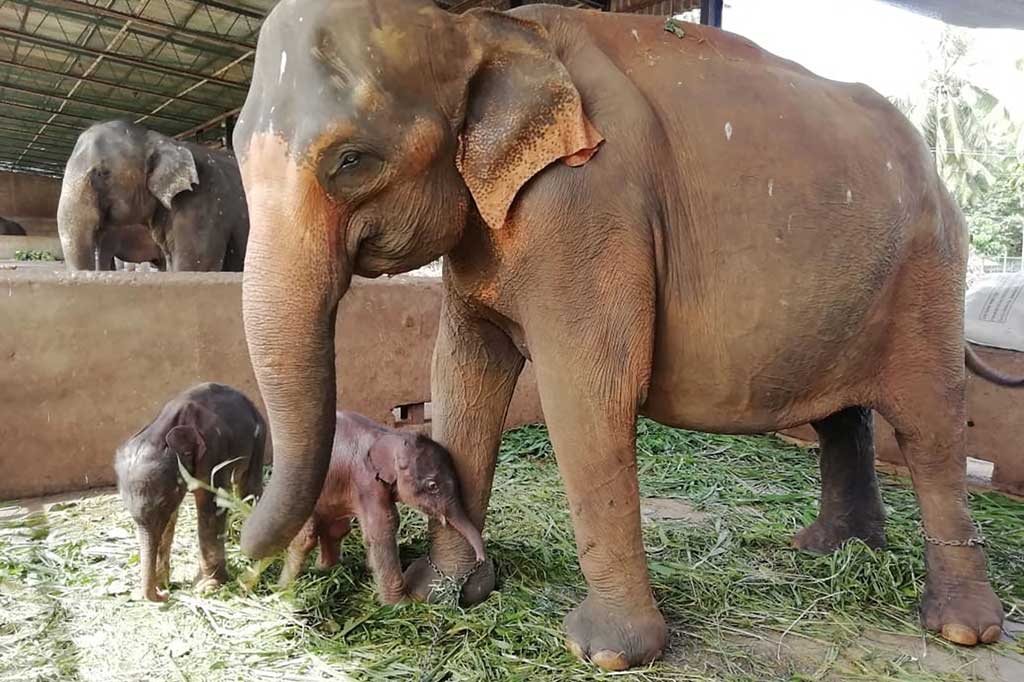 Sebuah peristiwa langka terjadi di Sri Lanka. Sepasang bayi gajah kembar lahir di Panti Asuhan Gajah Pinnawala di luar perbukitan Kandy di Provinsi Tengah pada Selasa, 31 Agustus 2021. Kedua bayi gajah itu berjenis kelamin jantan.