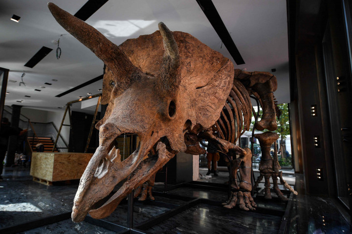 Sebuah rumah lelang di Paris, Prancis akan melelang fosil dinosaurus triceratops terbesar yang dikenal di dunia pada bulan Oktober 2021.