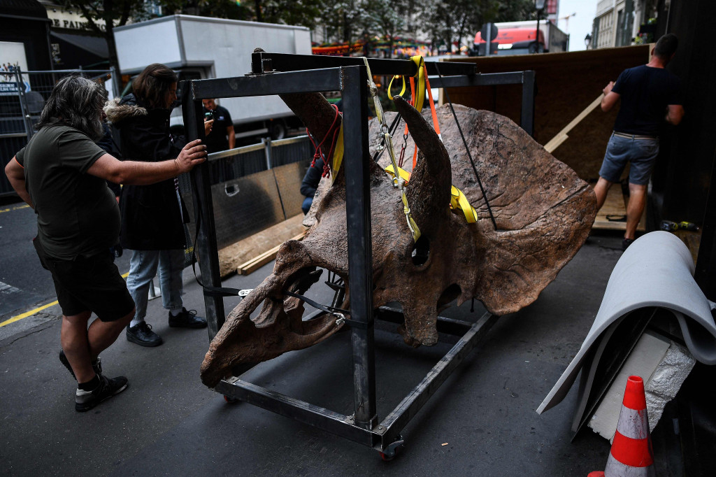 Sisa-sisa fosil dinosaurus yang dinamai 'Big John', itu merupakan fosil triceratops terbesar yang pernah ditemukan oleh ahli paleontologi.