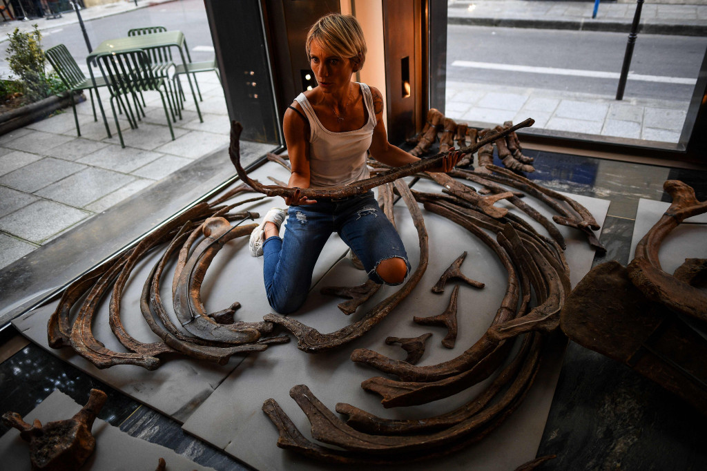 Tengkorak selebar dua meter, sekitar 200 tulang dan tanduk besar itu sedang dirakit galeri pameran Drouot di pusat kota Paris.