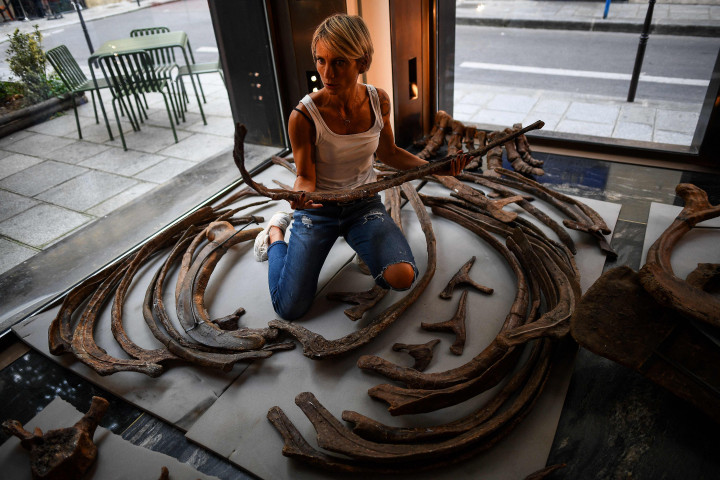 Tengkorak selebar dua meter, sekitar 200 tulang dan tanduk besar itu sedang dirakit galeri pameran Drouot di pusat kota Paris.