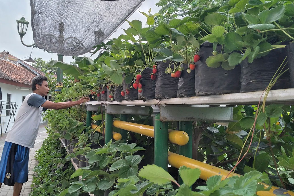 Warga pinggiran Sungai Gajahwong di Kampung Balirejo, Kelurahan Muja Muju, Kecamatan Umbulharjo, Kota Yogyakarta, menyulap kawasan tempat tinggal mereka menjadi kampung stroberi. Mereka mengubah pinggiran sungai yang semula panas dengan beton dan pagar besi, menjadi hijau nan segar.