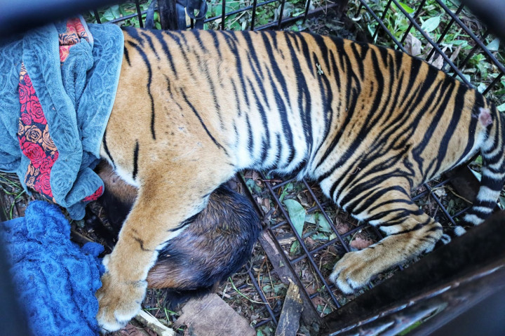 Sebelumnya, seorang warga di Kabupaten Siak, tewas diterkam harimau Sumatera. Korban diterkam saat memeriksa genset karena listrik di tempat tinggalnya padam, Minggu, 29 September 2021, pukul 18.45 WIB.