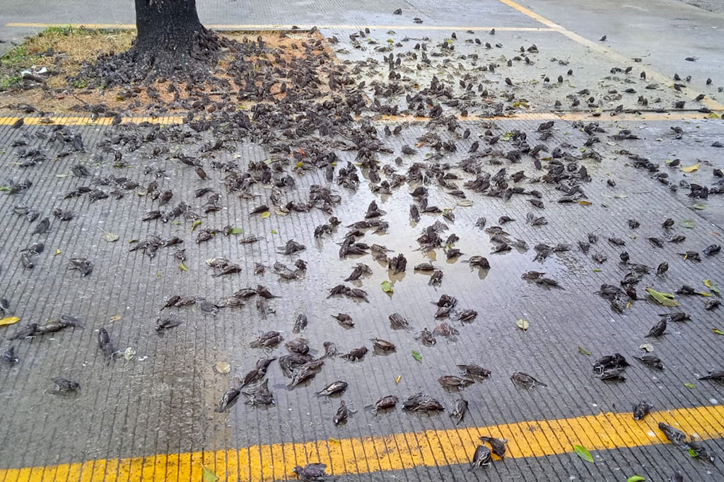 Fenomena aneh, yaitu burung pipit mati massal kembali terjadi di Tanah Air. Kali ini ratusan burung pipit berjatuhan dan mati di pelataran parkiran Kantor Wali Kota Cirebon, Jawa Barat, Selasa, 14 September 2021. Fenomena hampir sama terjadi di Bali beberapa hari yang lalu.