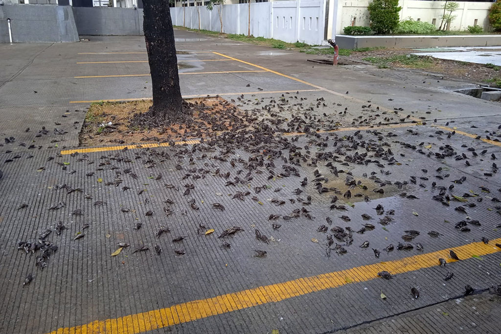 Salah satu ASN di lingkungan Pemkot Cirebon, Prasojo Raharjo Utomo menyatakan, peristiwa trsebut pertama kali diketahui oleh petugas kebersihan. Mereka kaget melihat ribuan burung pipit mati. 