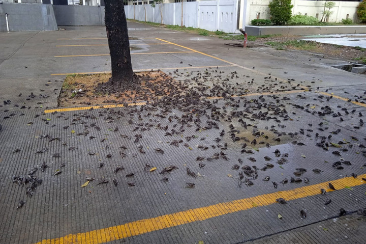 Salah satu ASN di lingkungan Pemkot Cirebon, Prasojo Raharjo Utomo menyatakan, peristiwa trsebut pertama kali diketahui oleh petugas kebersihan. Mereka kaget melihat ribuan burung pipit mati. 