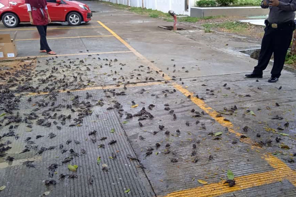 Menurutnya, burung-burung tersebut memang biasanya bertengger di pohon area Balai Kota Cirebon. Dia menduga, matinya burung-burung tersebut akibat tersapu hujan deras yang terjadi pagi tadi. “Mungkin tiba-tiba hujan, jadi burungnya kebasahan dan pada jatuh,” tuturnya.