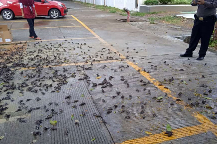 Menurutnya, burung-burung tersebut memang biasanya bertengger di pohon area Balai Kota Cirebon. Dia menduga, matinya burung-burung tersebut akibat tersapu hujan deras yang terjadi pagi tadi. “Mungkin tiba-tiba hujan, jadi burungnya kebasahan dan pada jatuh,” tuturnya.