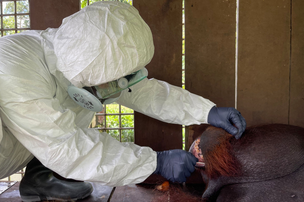 Tes itu dilakukan setelah seorang staf di pusat rehabilitasi dan margasatwa tersebut terpapar Covid-19.