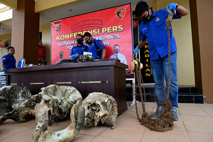 Kapolres mengatakan tersangka dikenakan pasal 40 ayat (2) JO Pasal 21 ayat (2) huruf A dan B UU RI Nomor 5 tahun 1990 tentang konservasi sumber daya alam hayati dan ekosistemnya JO pasal 55 KUHAP dengan ancaman pidana paling lama 5 tahun penjara.