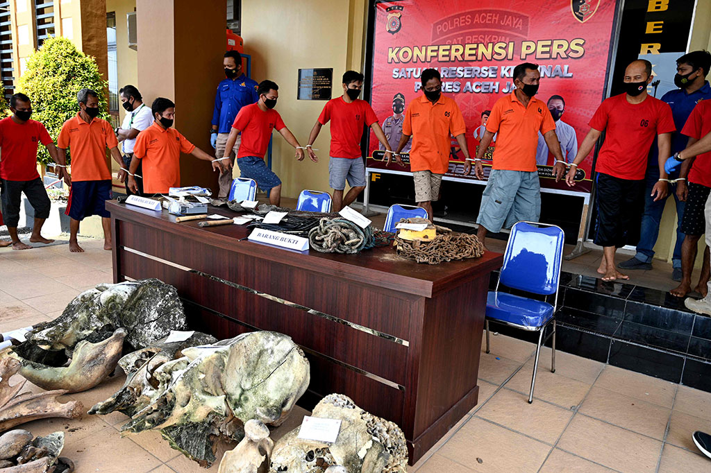 Ia menjelaskan berdasarkan hasil pengembangan, tim Satreskrim Polres Aceh Jaya kembali berhasil menangkap empat pelaku lainnya, termasuk pelaku penjual gading gajah tersebut. 