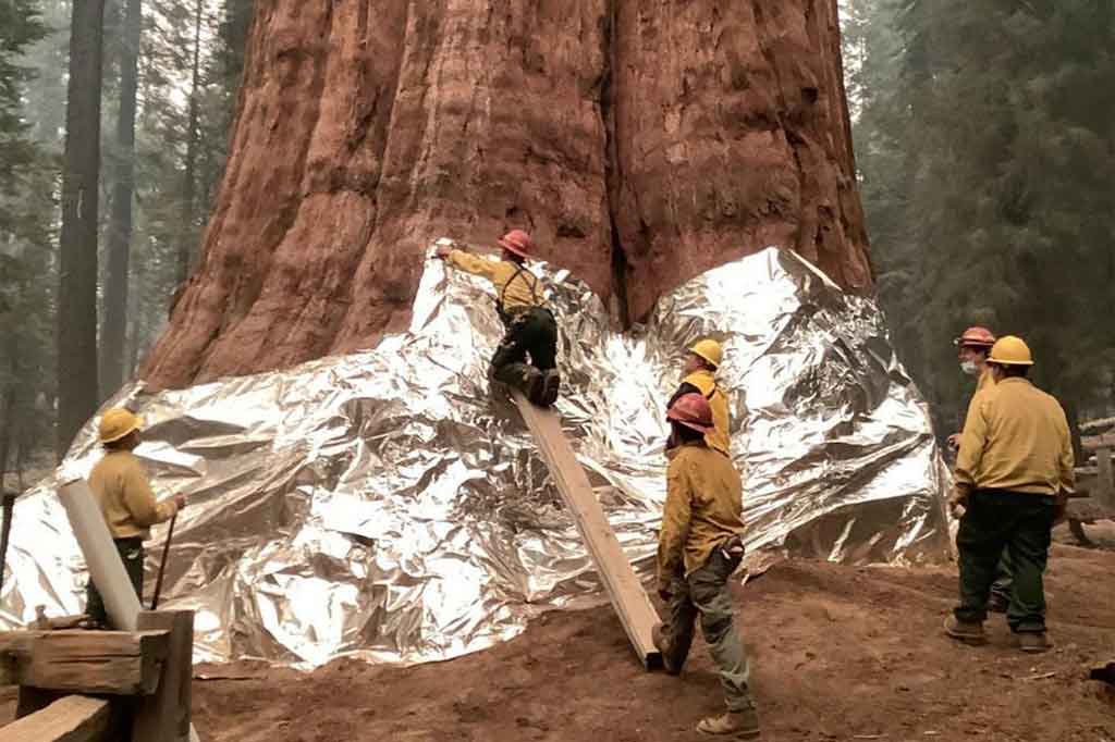 Pohon-pohon terbesar di dunia dibungkus dengan selimut tahan api sebagai upaya untuk melindungi mereka dari kobaran api yang melanda Amerika Serikat bagian barat yang dilanda kekeringan.