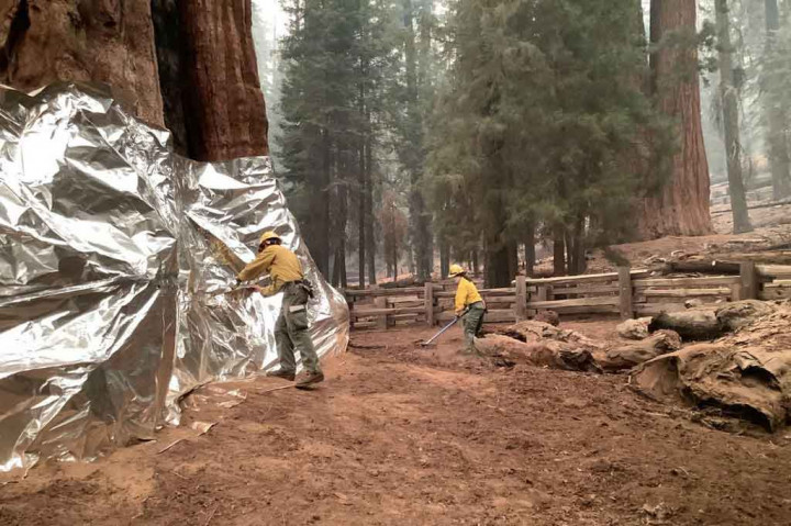 Kobaran api mengancam Hutan Raksasa, hutan dengan sekitar 2.000 pohon sequoia yang mencakup lima pohon terbesar di planet ini -- beberapa berusia hingga 3.000 tahun.