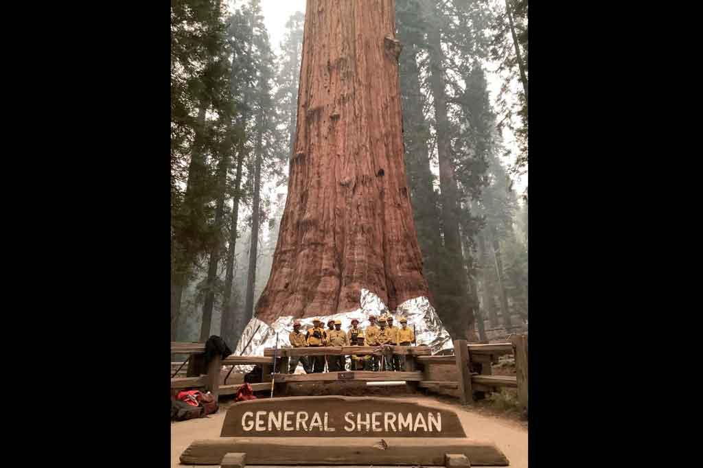 Sebuah rumpun sequoia kuno, termasuk General Sherman Tree setinggi 275 kaki (83 meter) -- yang terbesar di dunia -- mendapatkan lapisan aluminium untuk menangkis api.