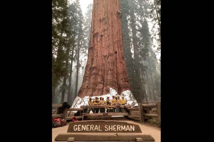 Sebuah rumpun sequoia kuno, termasuk General Sherman Tree setinggi 275 kaki (83 meter) -- yang terbesar di dunia -- mendapatkan lapisan aluminium untuk menangkis api.