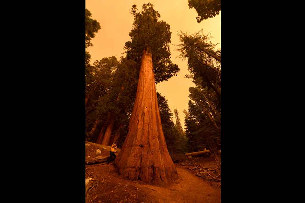 Petugas pemadam kebakaran juga membersihkan semak-semak di antara 2.000 pohon kuno di Taman Nasional Sequoia California. 
