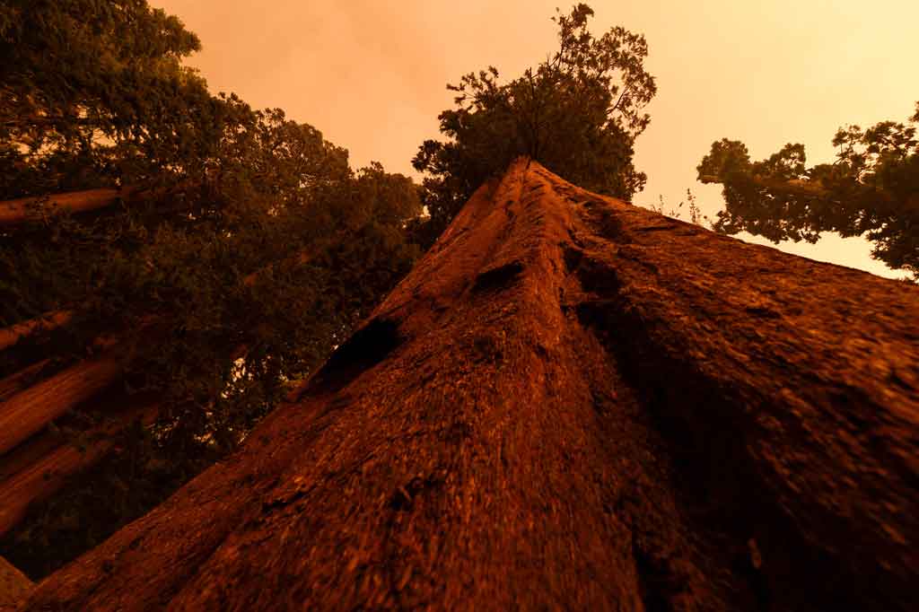 Ribuan hektar hutan California telah terbakar pada musim kebakaran yang ganas tahun ini. Para ilmuwan mengatakan pemanasan global akibat ulah manusia berada di balik kekeringan selama bertahun-tahun dan kenaikan suhu yang membuat kawasan itu sangat rentan terhadap kebakaran hutan.