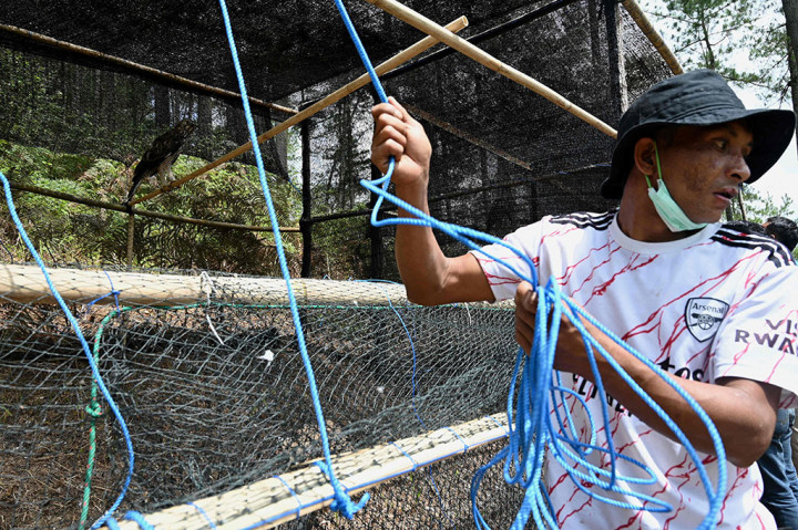 Petugas Balai Konservasi Sumber Daya Alam (BKSDA) Aceh membuka sangkar burung saat proses pelepasliaran di kawasan hutan lindung Takengon, Aceh Tengah, Aceh, Minggu, 19 September 2021.