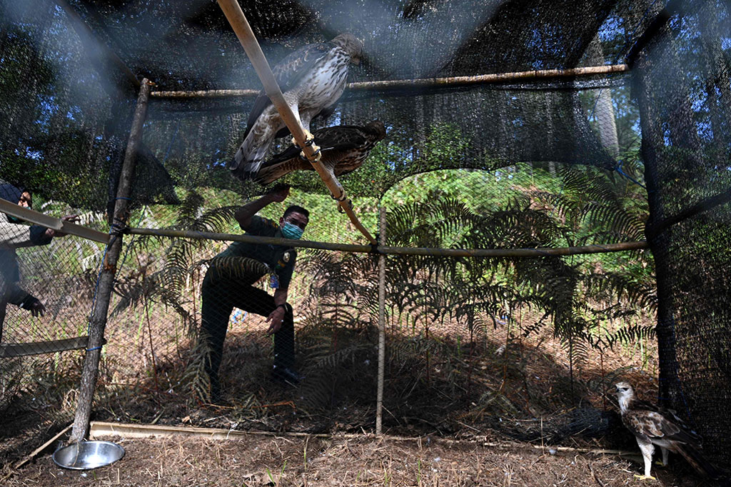BKSDA Aceh melepasliarkan enam ekor burung elang brontok yang diserahkan Gubernur Aceh Nova Iriansyah pada 12 Maret 2021 untuk dikembalikan ke habitatnya.