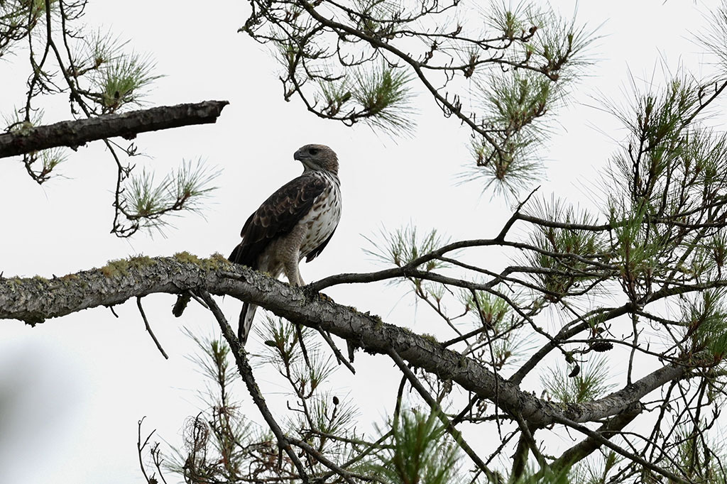 Bupati Aceh Tengah Shabela Abubakar sangat mengapresiasi kegiatan tersebut dan meminta masyarakat setempat turut menjaga kelestarian dan kelangsungan hidup satwa dilindungi itu di kawasan konservasi Uyem Gayo.