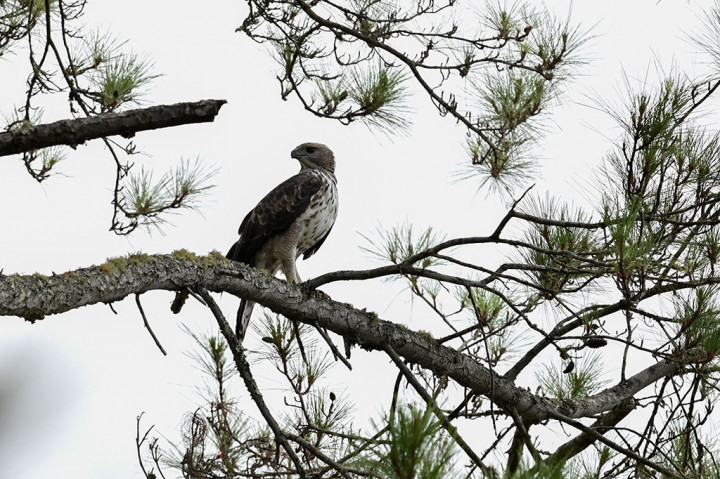 Bupati Aceh Tengah Shabela Abubakar sangat mengapresiasi kegiatan tersebut dan meminta masyarakat setempat turut menjaga kelestarian dan kelangsungan hidup satwa dilindungi itu di kawasan konservasi Uyem Gayo.
