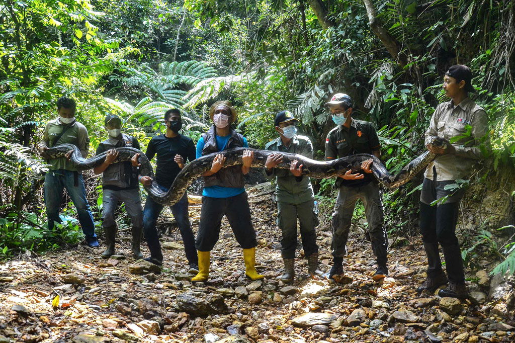 Plh. Kepala Balai Besar KSDA Riau, Hartono menyatakan bahwa Balai Besar KSDA Riau sebelumnya menerima satu ekor ular piton (Phyton reticulatus) hasil rescue seorang warga bernama Amar dari kebun sawit yang akan diolah, pada Selasa, 21 September 2021, di Desa Sungai Buluh, Kecamatan Bunut, Kabupaten Pelalawan, Riau.