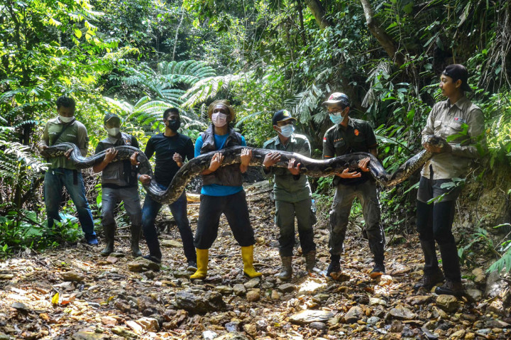 Plh. Kepala Balai Besar KSDA Riau, Hartono menyatakan bahwa Balai Besar KSDA Riau sebelumnya menerima satu ekor ular piton (Phyton reticulatus) hasil rescue seorang warga bernama Amar dari kebun sawit yang akan diolah, pada Selasa, 21 September 2021, di Desa Sungai Buluh, Kecamatan Bunut, Kabupaten Pelalawan, Riau.