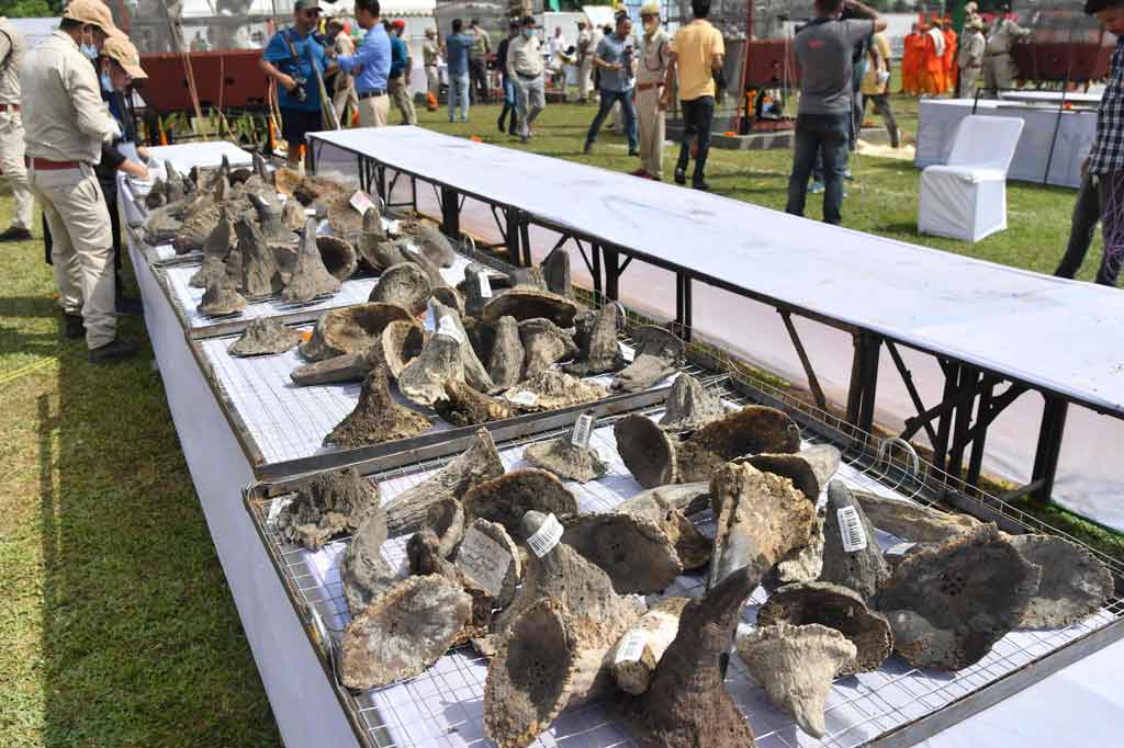 Assam memiliki populasi badak bercula satu terbesar di dunia. Dengan sekitar 2.600 individu, mereka ditemukan di Kaziranga dan Taman Nasional Manas. Badak sebelumnya ditemukan di Suaka Margasatwa Laokhowa dan beberapa bagian lain negara bagian itu.