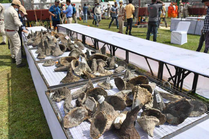 Assam memiliki populasi badak bercula satu terbesar di dunia. Dengan sekitar 2.600 individu, mereka ditemukan di Kaziranga dan Taman Nasional Manas. Badak sebelumnya ditemukan di Suaka Margasatwa Laokhowa dan beberapa bagian lain negara bagian itu.