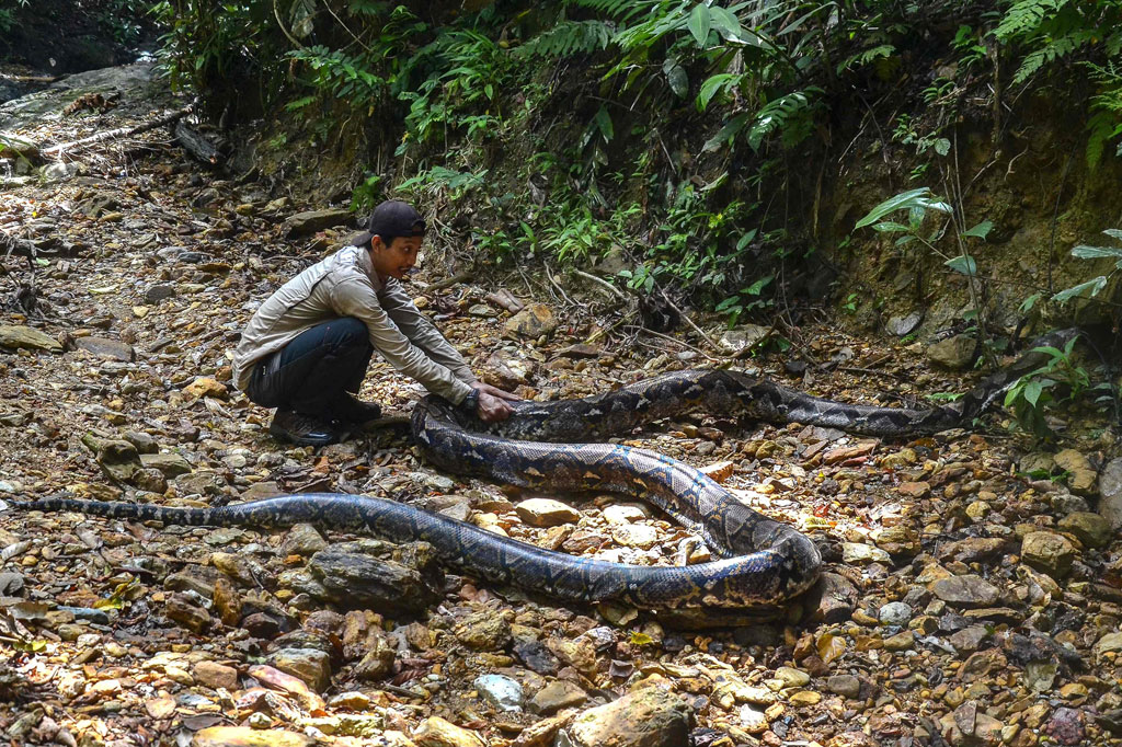 Balai Besar Konservasi Sumber Daya Alam (BBKSDA) Riau  melepasliarkan ular piton raksasa yang panjangnya sekitar 10 meter ke hutan di Riau. Ular yang diperkirakan berumur 30 tahun dengan berat 120 kg tersebut sebelumnya ditangkap warga di perkebunan kelapa sawit.
