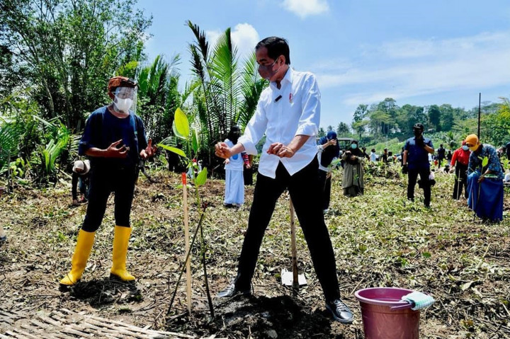 Presiden Jokowi hari ini melakukan sejumlah kunjungan di Kabupaten Cilacap, Jawa Tengah. Salah satunya melakukan penanaman mangrove di Desa Tritih Lor, Kamis, 23 September 2021.