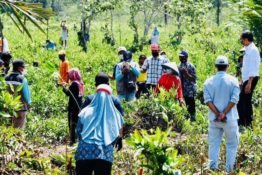 Kegiatan penanaman mangrove ini juga dilakukan Jokowi bersama dengan warga sekitar.