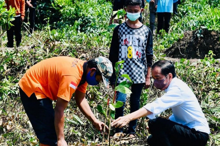 Presiden Jokowi hari ini melakukan sejumlah kunjungan di Kabupaten Cilacap, Jawa Tengah. Salah satunya melakukan penanaman mangrove di Desa Tritih Lor, Kamis, 23 September 2021.