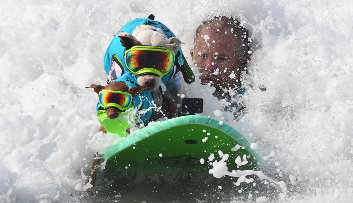 Sebuah kompetisi surfing bertajuk Surf City Surf Dog untuk anjing-anjing peliharaan digelar di Pantai Hutington, California, Amerika Serikat, Sabtu, 25 September 2021, waktu setempat.
