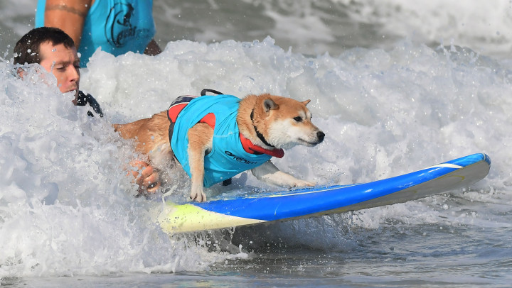 Para anjing dan pemilikinya memiliki waktu 12 menit untuk menangkap lima ombak teratas mereka dan dinilai berdasarkan tingkat kepercayaan diri, panjang perjalanan, dan kemampuan keseluruhan untuk menunggangi papan. 