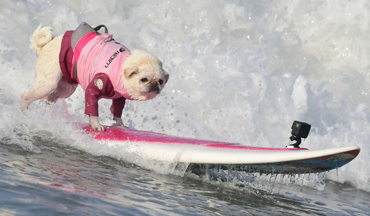 Seekor anjing berkompetisi dalam acara tahunan Surf City Surf Dog di Pantai Hutington, California.