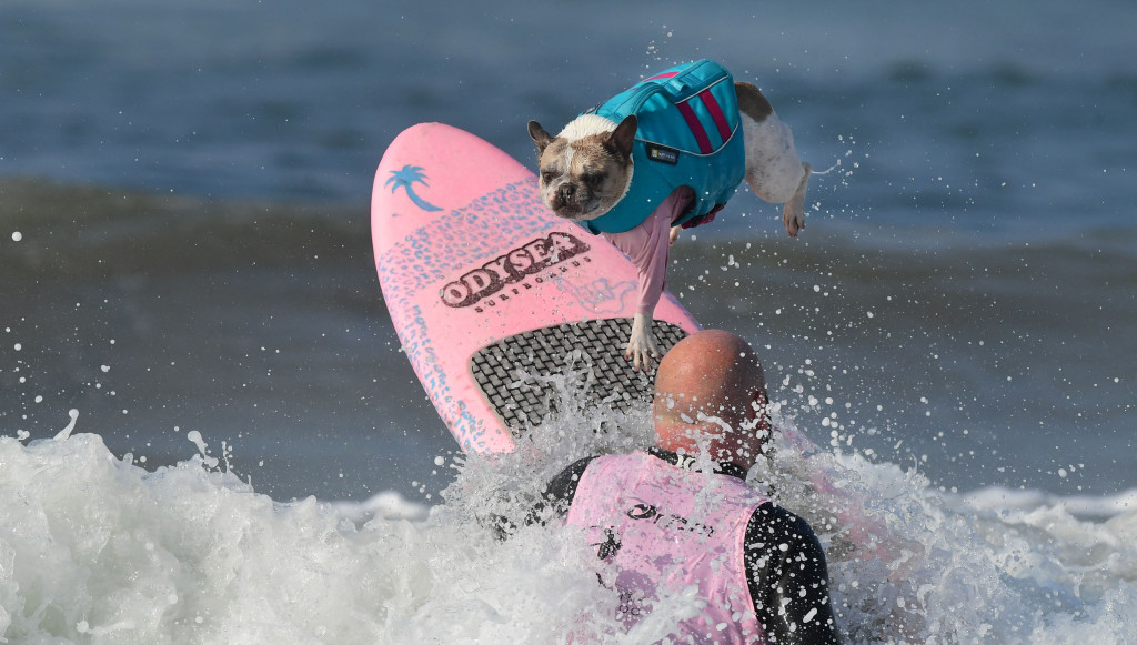 Para anjing menaklukkan ombang di atas papan surfingnya.