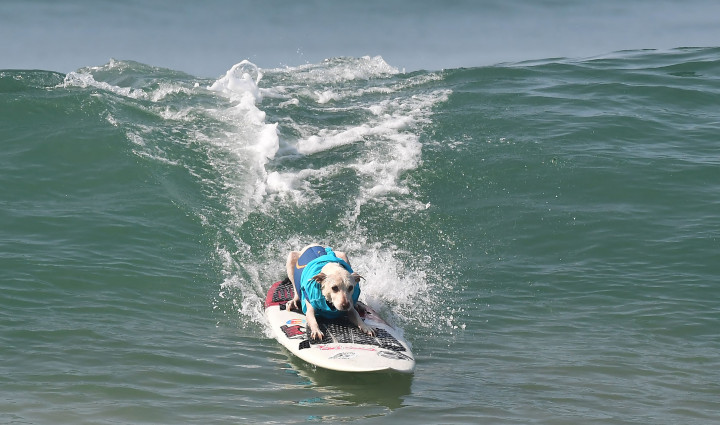 Seekor anjing berkompetisi dalam acara tahunan Surf City Surf Dog di Pantai Hutington, California.