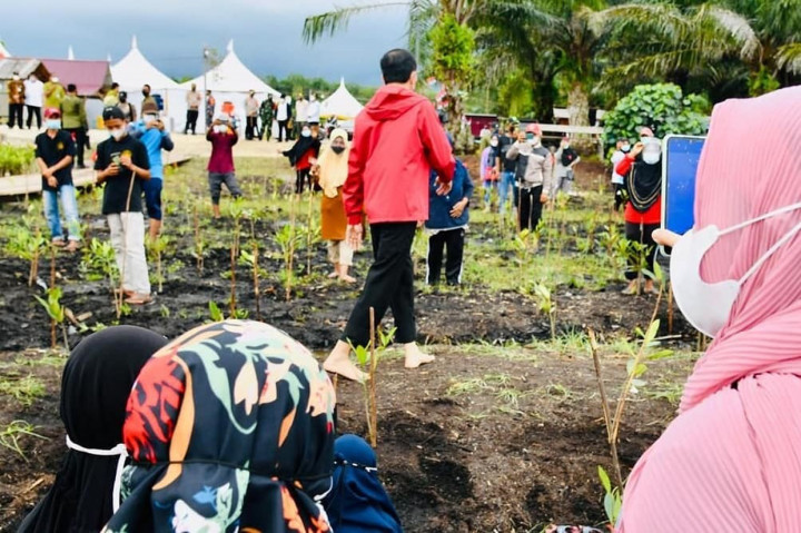 Bersama masyarakat, Jokowi menanam 20 ribu mangrove di kawasan Pantai Raja Kecik, Bengkalis.