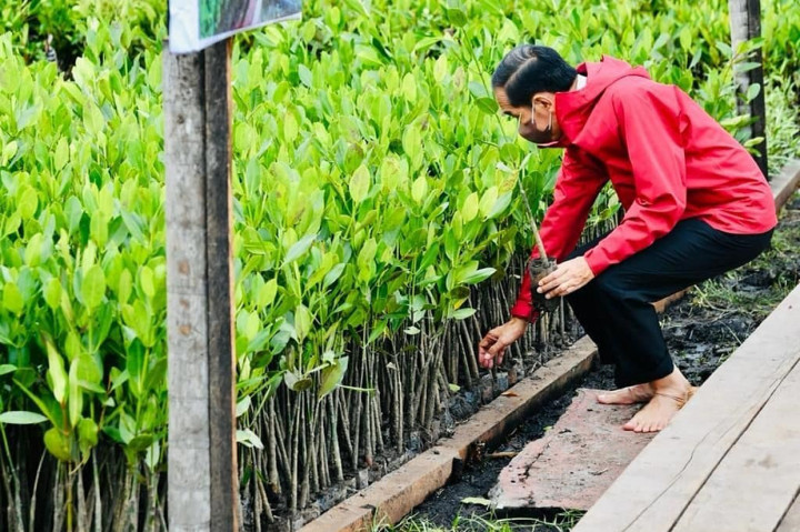 Bibit yang ditanam jenis bakau (Rhizopora SP) dan bibit api-api (Avicenia SP).