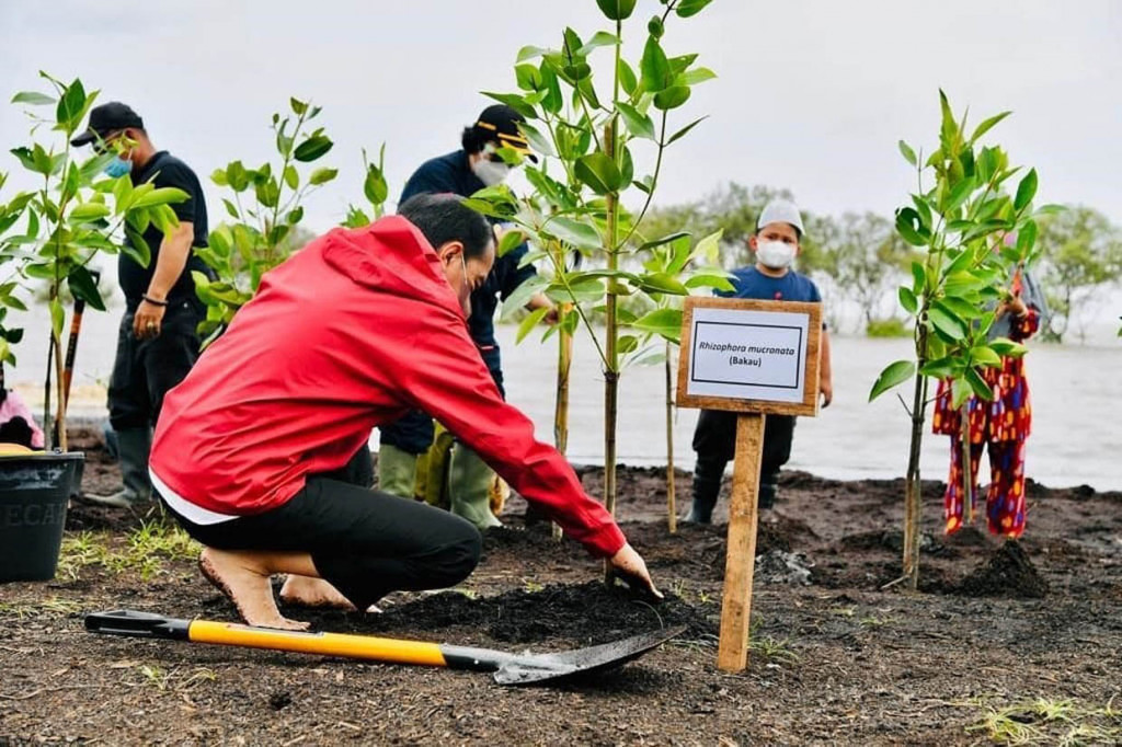 Lebih lanjut Jokowi menegaskan, sebagai bentuk komitmen terhadap Paris Agreement dan juga antisipasi terhadap perubahan iklim dunia, pemerintah akan melakukan rehabilitasi mangrove di seluruh tanah air, dengan target 34 ribu hektare hutan mangrove di tahun ini. 