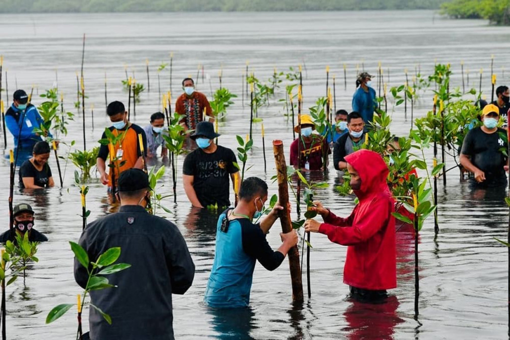 Kendati rintikan hujan membasahi wilayah itu, Presiden Jokowi tetap melanjutkan kegiatannya menanam mangrove bersama masyarakat.