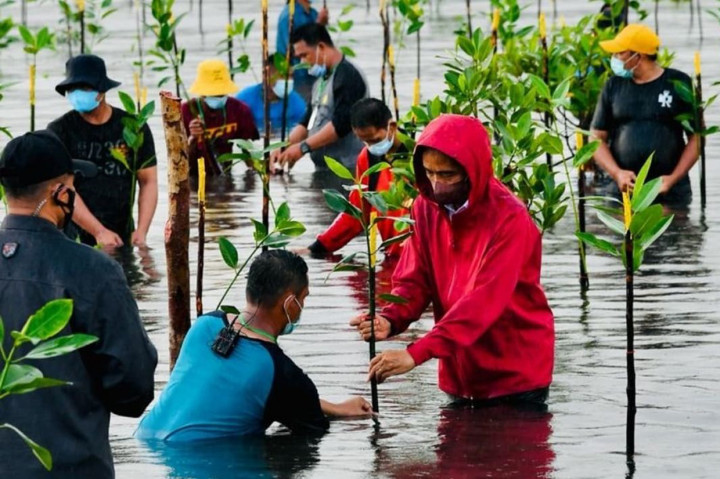 Presiden Jokowi akhirnya memutuskan untuk 'nyemplung' dan tetap melakukan penanaman mangrove bersama masyarakat dan komunitas pegiat lingkungan.
