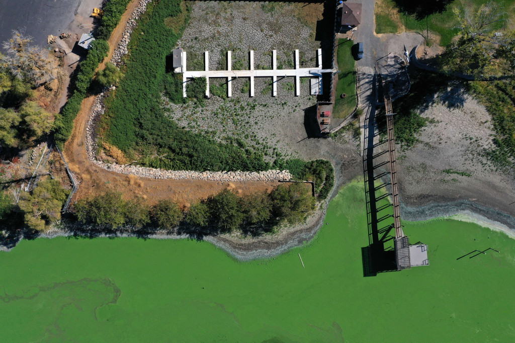 Penduduk dan pengunjung Clear Lake, danau air tawar terbesar kedua di California, didesak untuk berhati-hati saat mengunjungi danau setelah pejabat menemukan sianotoksin berbahaya tingkat tinggi dari ganggang.