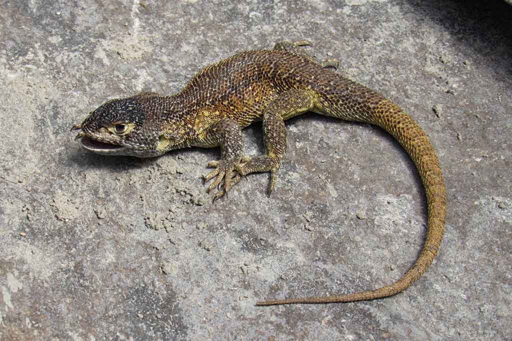 Ilmuwan telah menemukan spesies kadal baru di Peru.  Menurut ational Service of Natural Areas Protected by State, spesies baru yang disebut Liolaemus warjantay, ditemukan di Andes pada ketinggian 4.500 meter (14.700 kaki).