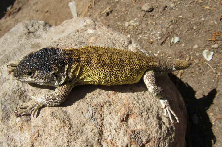 Kepala kadal tersebut berwarna abu-abu gelap, sementara betina memiliki kelopak mata kuning pucat.